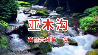 沙皮狗逃离